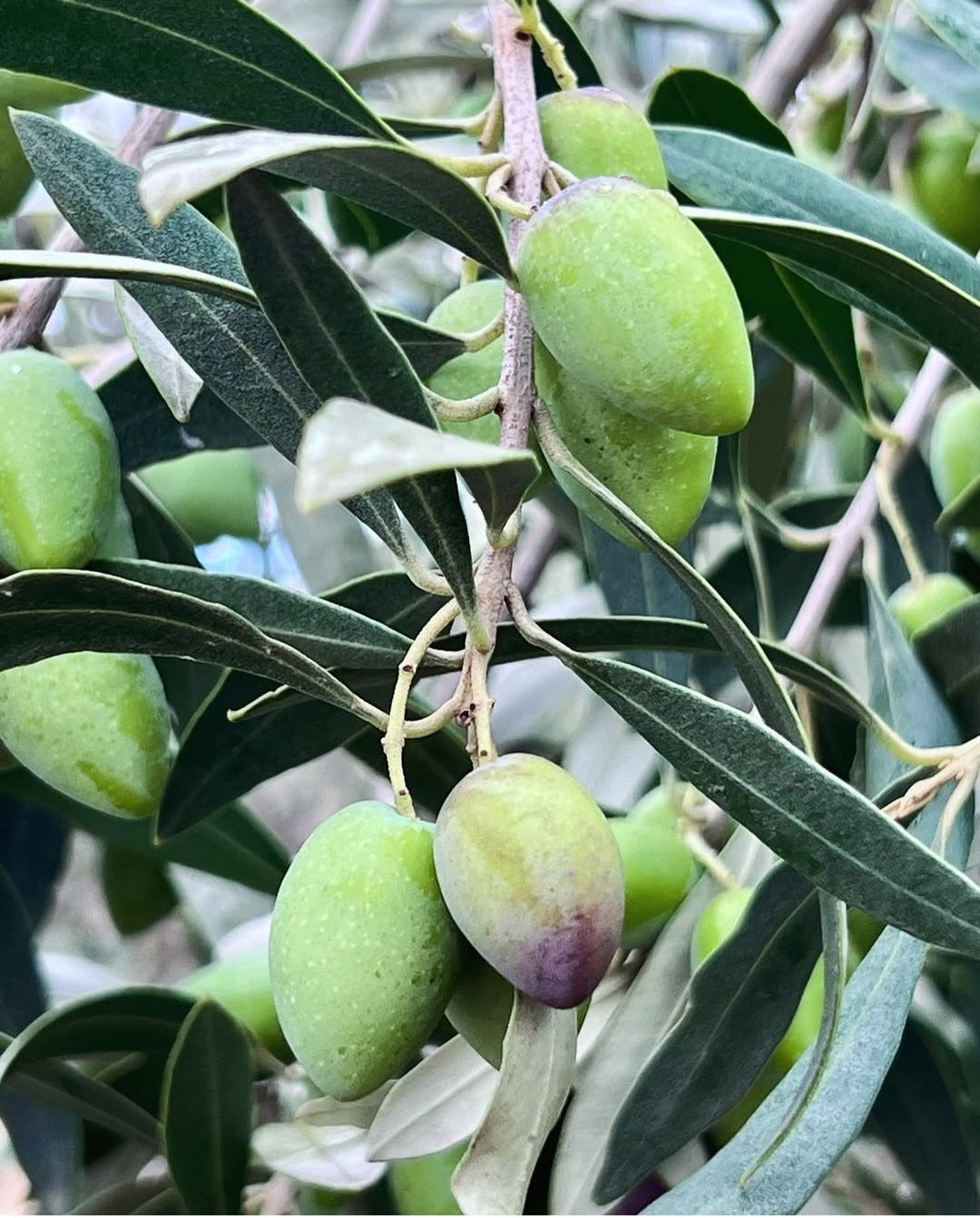 Kangaroo Island Mediterranean Olives 185g